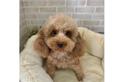 シュリちゃん1枚目